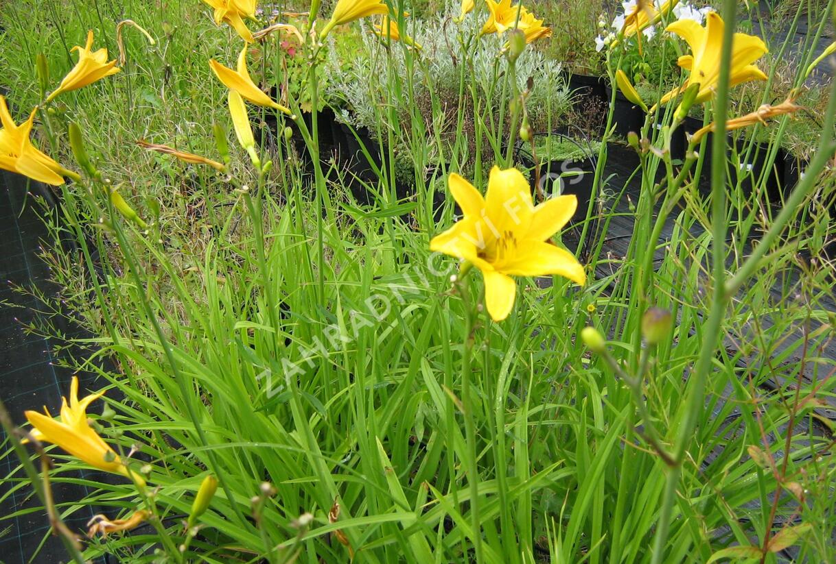 Denivka 'Baroni' - Hemerocallis citrina 'Baroni'