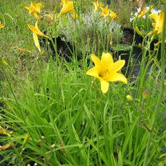 Denivka 'Baroni' - Hemerocallis citrina 'Baroni'