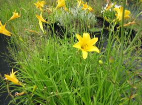 Denivka 'Baroni' - Hemerocallis citrina 'Baroni'