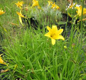 Denivka 'Baroni' - Hemerocallis citrina 'Baroni'