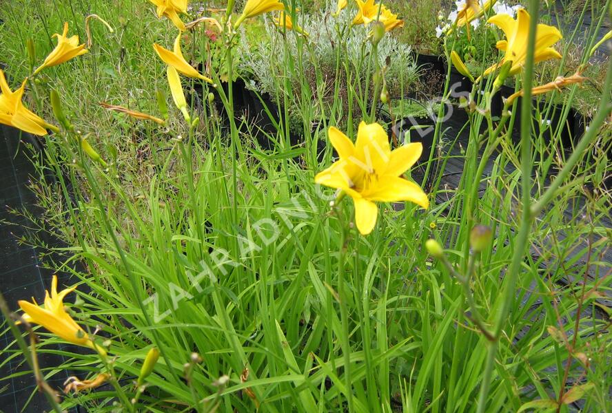 Denivka 'Baroni' - Hemerocallis citrina 'Baroni'