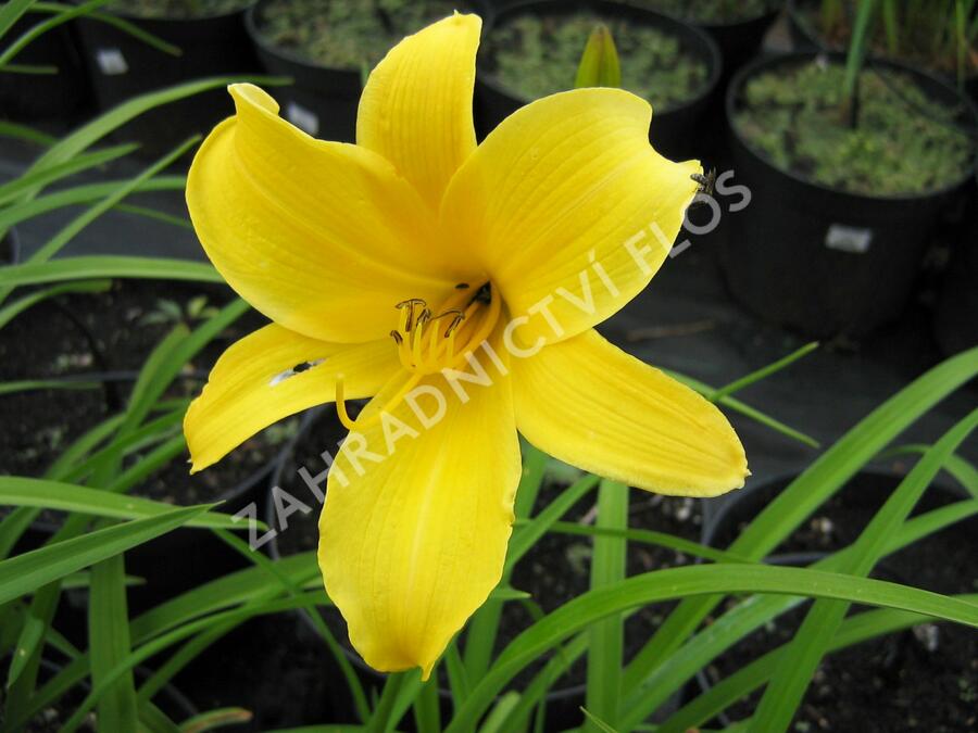 Denivka 'Baroni' - Hemerocallis citrina 'Baroni'