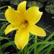 Denivka 'Baroni' - Hemerocallis citrina 'Baroni'