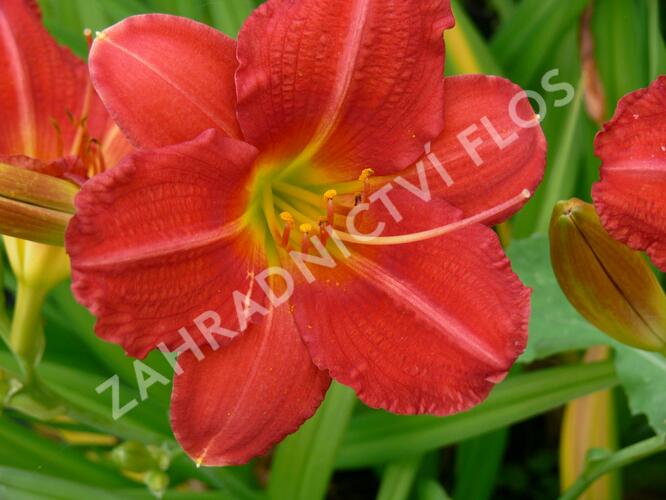 Denivka 'Campfire Embers' - Hemerocallis 'Campfire Embers'