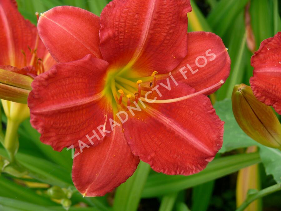 Denivka 'Campfire Embers' - Hemerocallis 'Campfire Embers'