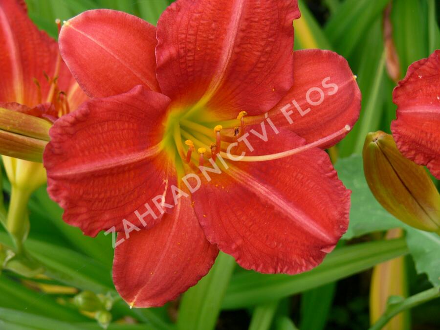 Denivka 'Campfire Embers' - Hemerocallis 'Campfire Embers'