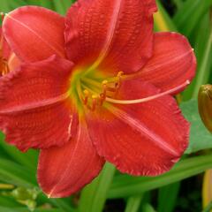 Denivka 'Campfire Embers' - Hemerocallis 'Campfire Embers'