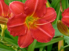 Denivka 'Campfire Embers' - Hemerocallis 'Campfire Embers'