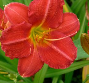 Denivka 'Campfire Embers' - Hemerocallis 'Campfire Embers'