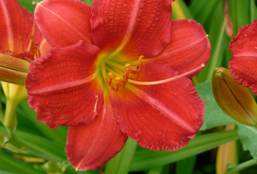 Denivka 'Campfire Embers' - Hemerocallis 'Campfire Embers'