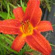 Denivka 'Campfire Embers' - Hemerocallis 'Campfire Embers'