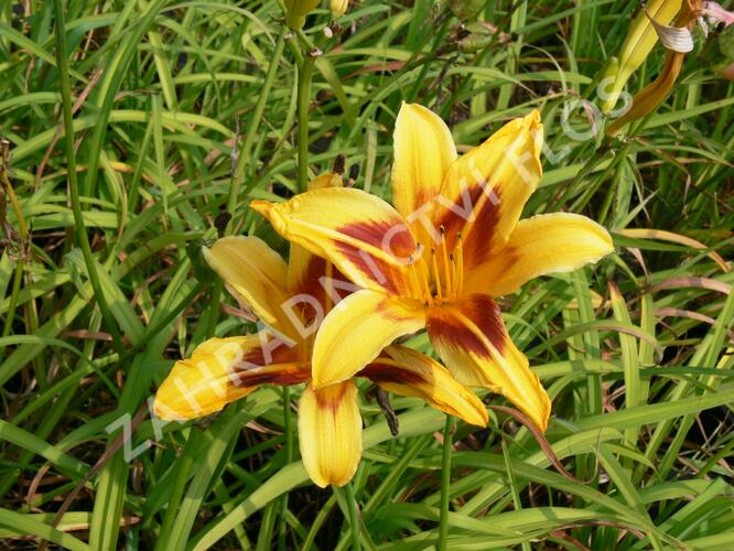 Denivka 'Bonanza' - Hemerocallis 'Bonanza'