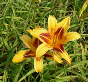 Denivka 'Bonanza' - Hemerocallis 'Bonanza'