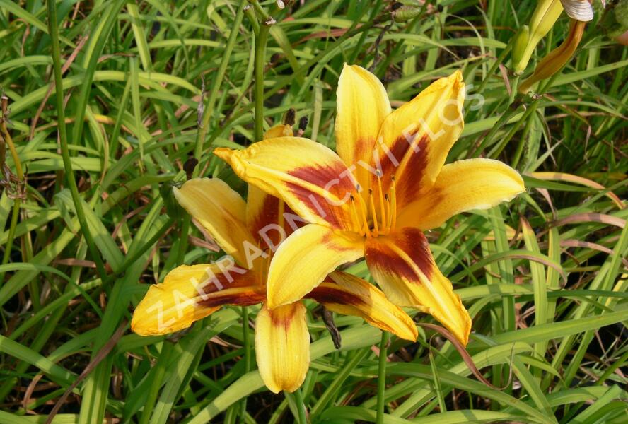 Denivka 'Bonanza' - Hemerocallis 'Bonanza'