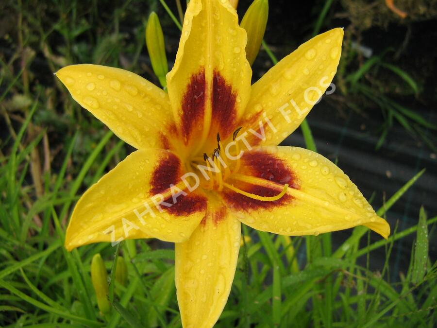 Denivka 'Bonanza' - Hemerocallis 'Bonanza'