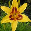 Denivka 'Bonanza' - Hemerocallis 'Bonanza'