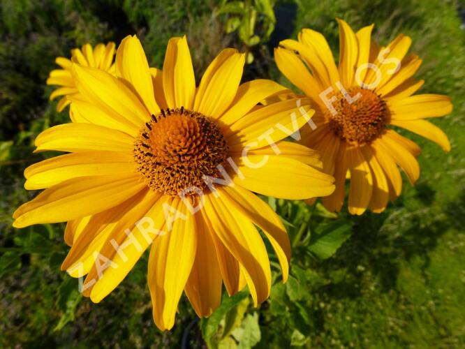 Janeba drsná 'Karat' - Heliopsis helianthoides 'Karat'