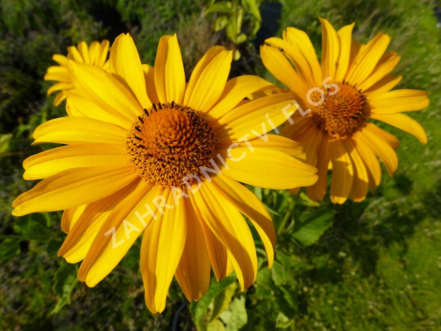 Janeba drsná 'Karat' - Heliopsis helianthoides 'Karat'