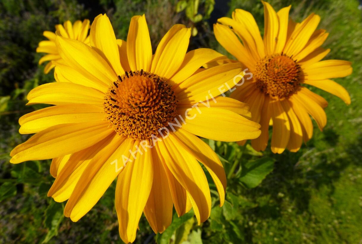 Janeba drsná 'Karat' - Heliopsis helianthoides 'Karat'