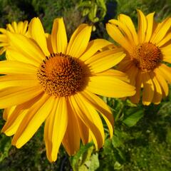 Janeba drsná 'Karat' - Heliopsis helianthoides 'Karat'