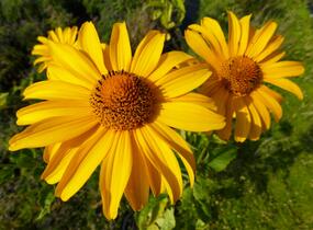 Janeba drsná 'Karat' - Heliopsis helianthoides 'Karat'