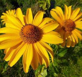 Janeba drsná 'Karat' - Heliopsis helianthoides 'Karat'