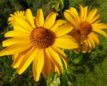 Janeba drsná 'Karat'