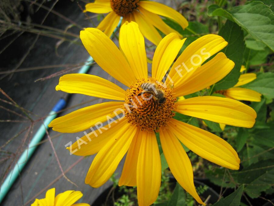 Janeba drsná 'Karat' - Heliopsis helianthoides 'Karat'