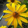 Janeba drsná 'Karat' - Heliopsis helianthoides 'Karat'