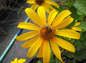 Janeba drsná 'Karat' - Heliopsis helianthoides 'Karat'