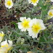 Devaterník 'The Bride' - Helianthemum 'The Bride'