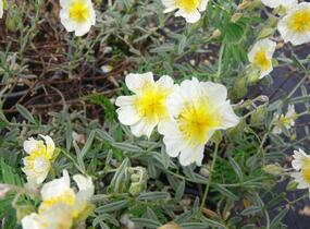 Devaterník 'The Bride' - Helianthemum 'The Bride'