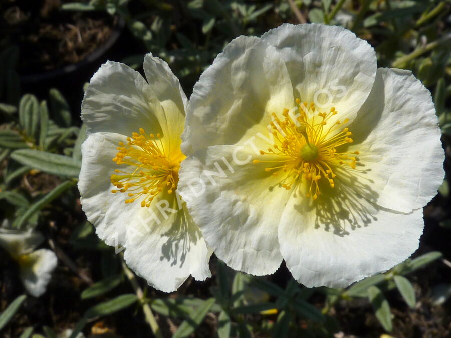 Devaterník 'The Bride' - Helianthemum 'The Bride'