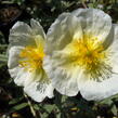 Devaterník 'The Bride' - Helianthemum 'The Bride'