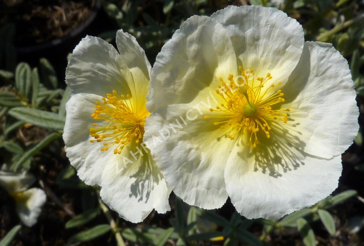 Devaterník 'The Bride' - Helianthemum 'The Bride'