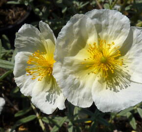 Devaterník 'The Bride' - Helianthemum 'The Bride'