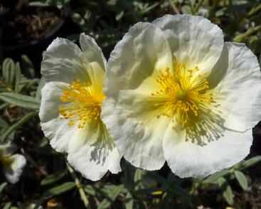 Devaterník 'The Bride'