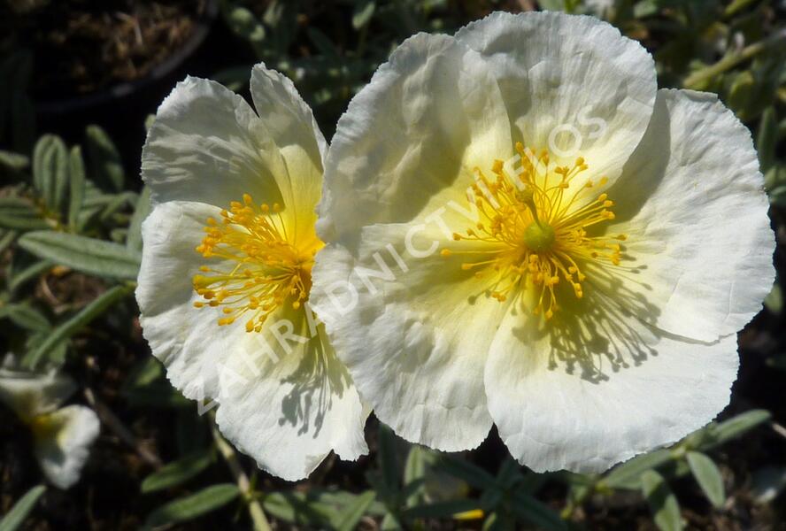 Devaterník 'The Bride' - Helianthemum 'The Bride'
