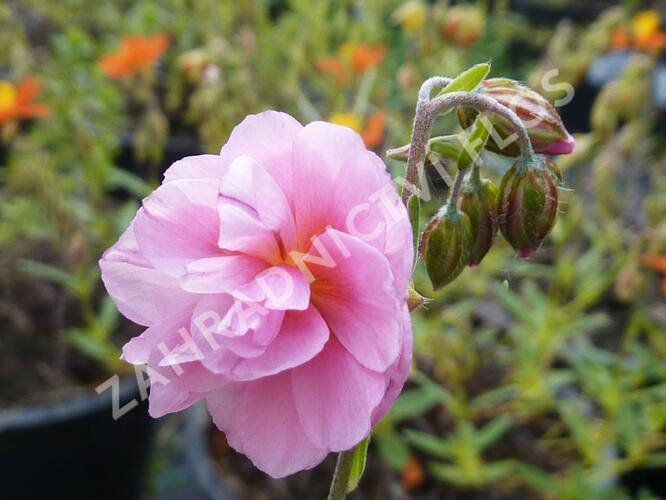 Devaterník 'Mrs Earl' - Helianthemum 'Mrs Earl'