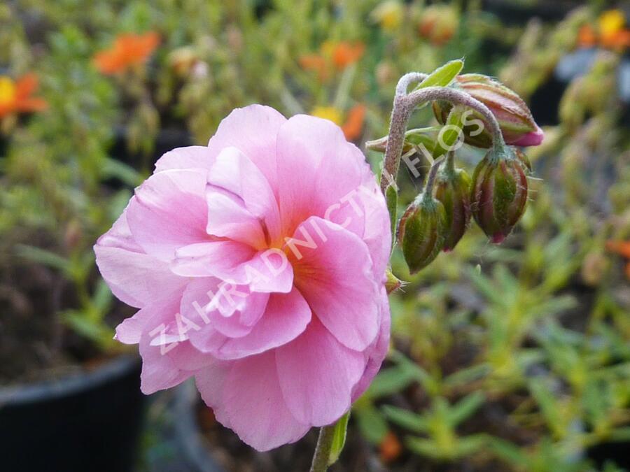 Devaterník 'Mrs Earl' - Helianthemum 'Mrs Earl'