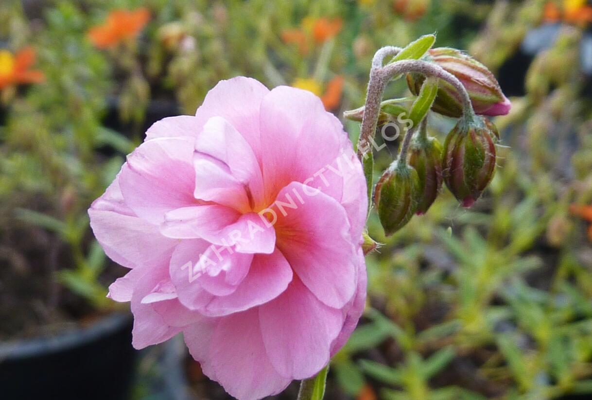 Devaterník 'Mrs Earl' - Helianthemum 'Mrs Earl'