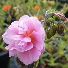 Devaterník 'Mrs Earl' - Helianthemum 'Mrs Earl'