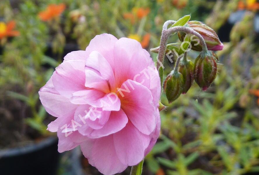 Devaterník 'Mrs Earl' - Helianthemum 'Mrs Earl'