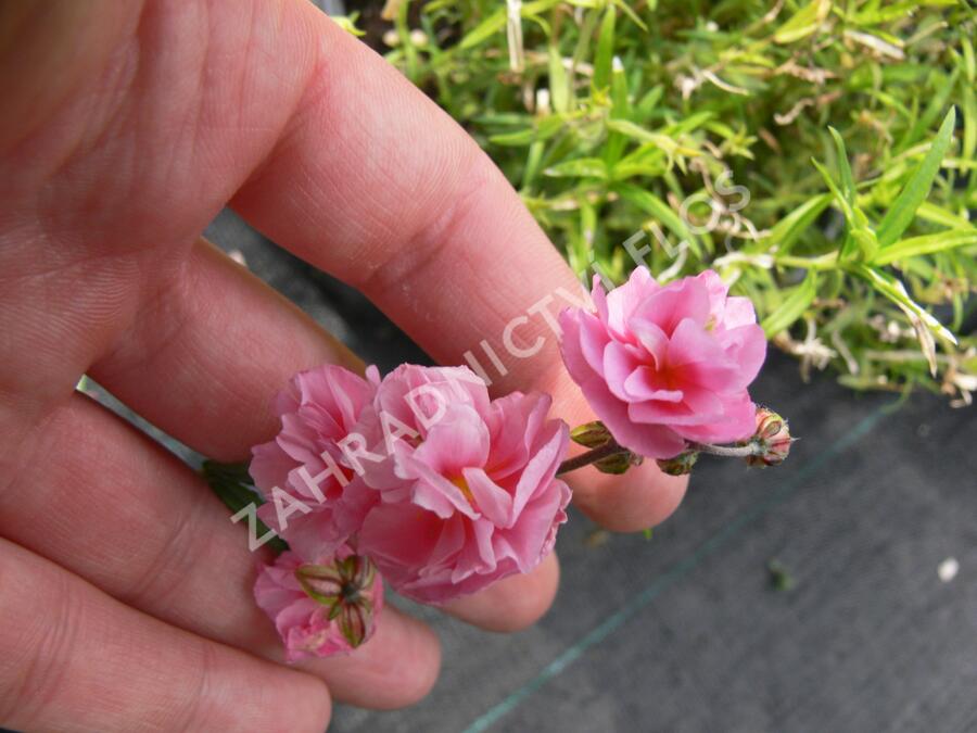 Devaterník 'Mrs Earl' - Helianthemum 'Mrs Earl'