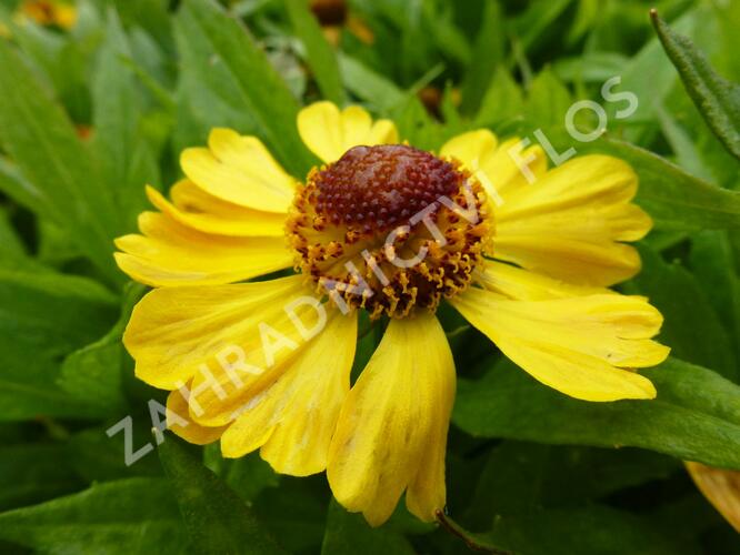 Záplevák 'Blütentisch' - Helenium 'Blütentisch'