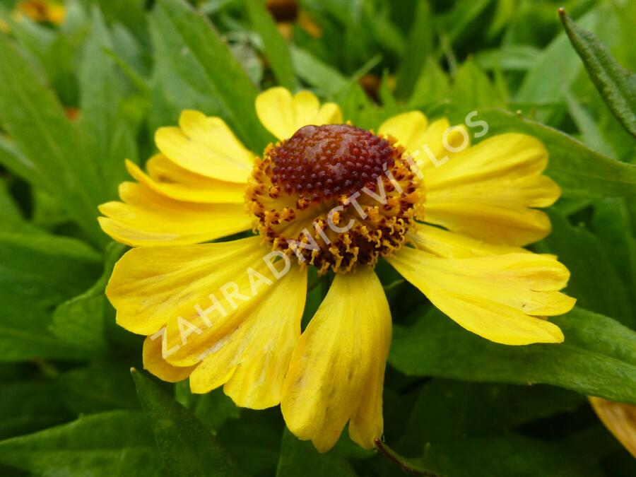 Záplevák 'Blütentisch' - Helenium 'Blütentisch'