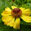 Záplevák 'Blütentisch' - Helenium 'Blütentisch'