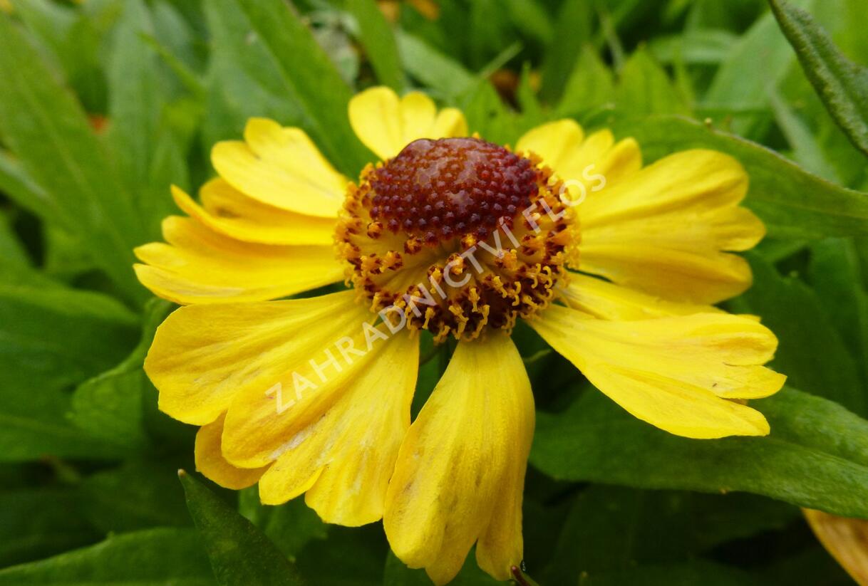Záplevák 'Blütentisch' - Helenium 'Blütentisch'