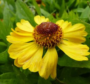 Záplevák 'Blütentisch' - Helenium 'Blütentisch'