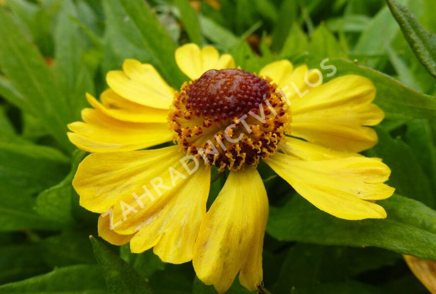 Záplevák 'Blütentisch' - Helenium 'Blütentisch'